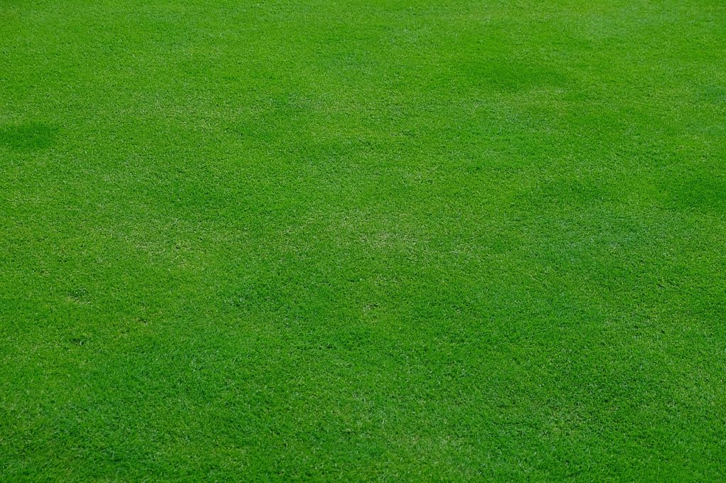Scarifier pelouse : passage indispensable pour aérer et renforcer votre  gazon