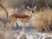 gazelle dama