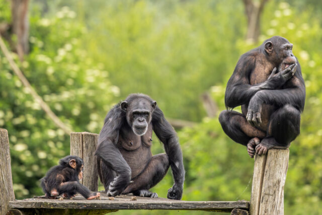 génies règne animal